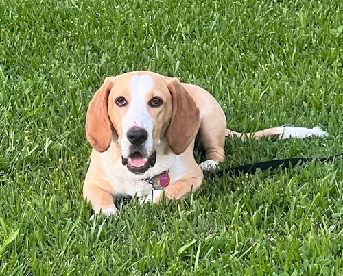 Honey (Redding)