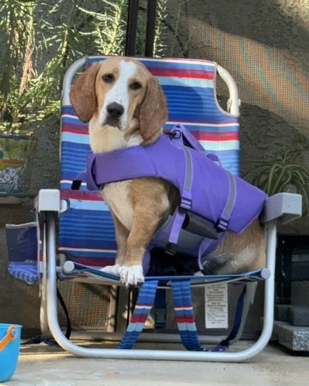Honey (Redding), Basset Hound