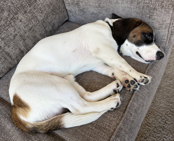 Remington  (Reno)