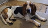 Jasper (Antioch)