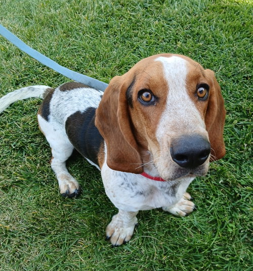 Jasper (Antioch)