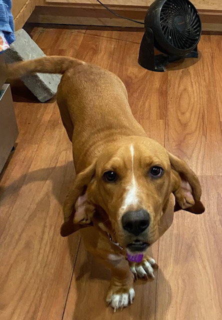 Pumpkin (Fair Oaks)