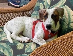 Cooper Norcal Beagle Rescue