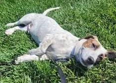 Cooper Norcal Beagle Rescue image 2