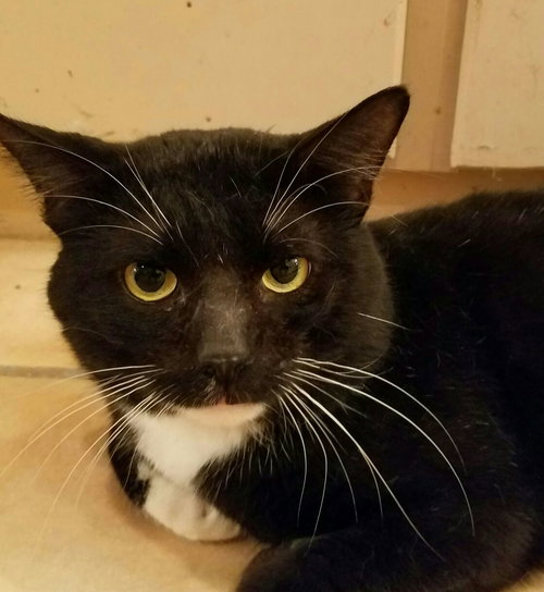 TUCKER - Tuxedo / Domestic Short Hair available for adoption