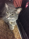 Sammy - Photo 1
