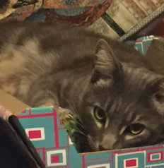 SAMMY - Tabby / Domestic Short Hair available for adoption