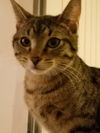 adoptable Cat in dallas, TX named Cindy