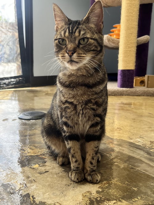 Lexi, Senior Tabby / Domestic Short Hair (short coat), cat for adoption in Plano, Texas