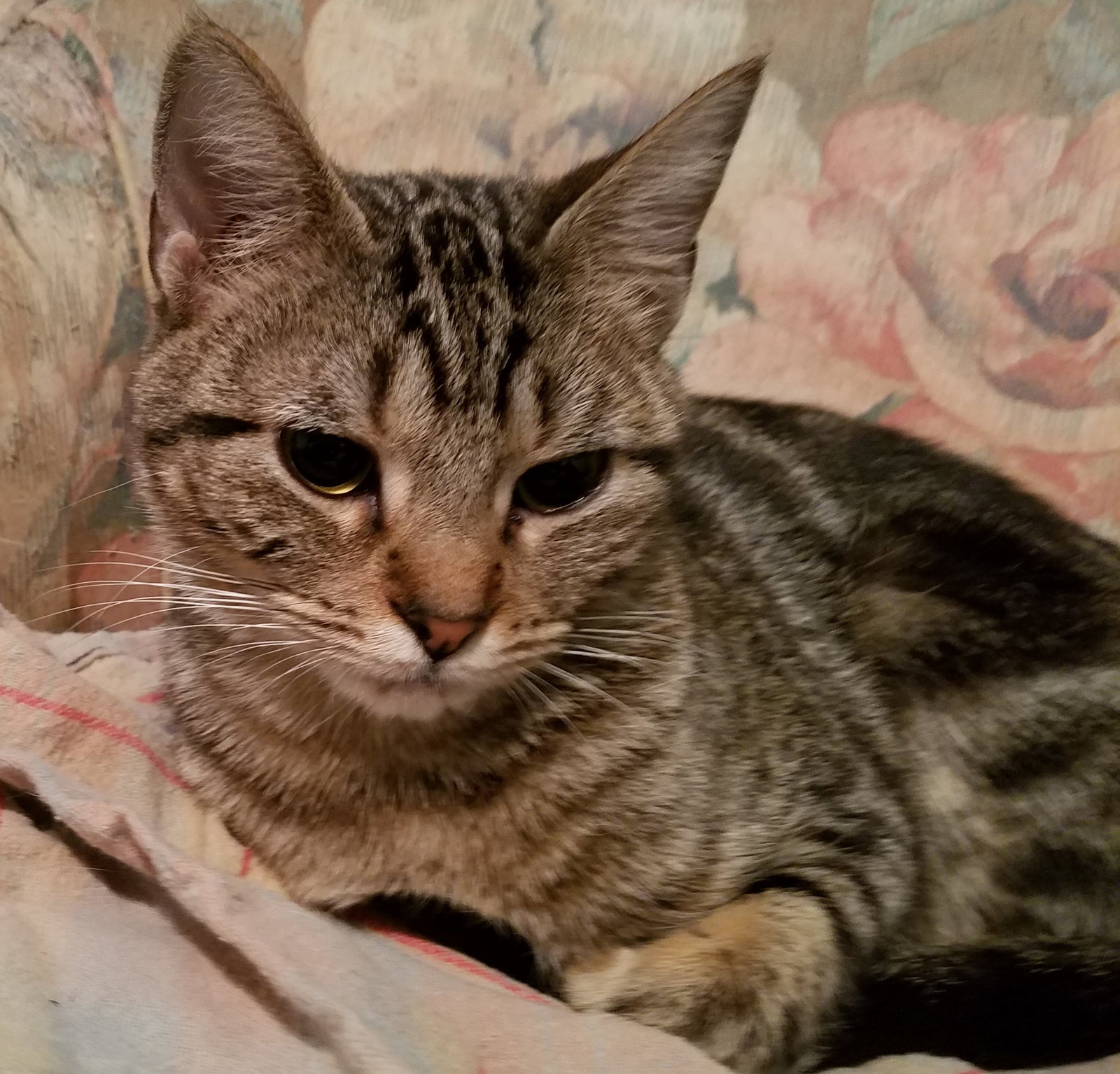 Lexi, photo 6