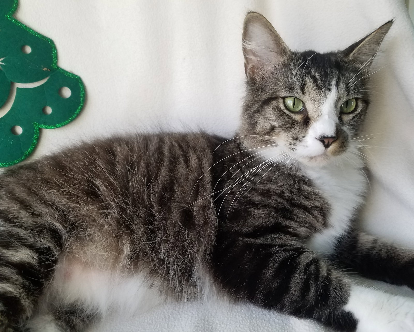 Cat adoption in Dallas, TX 75370: Domestic Medium Hair / Tabby (medium  coat) Cat "Johnny Appleseed"