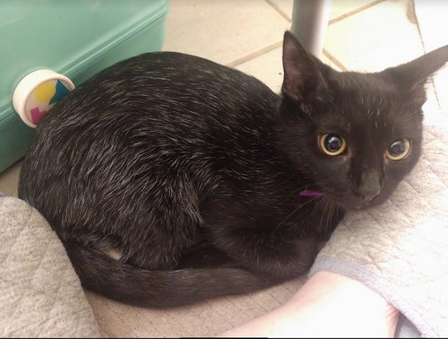 KAYLEE. - Domestic Medium Hair available for adoption