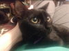 adoptable Cat in dallas, TX named Kaylee