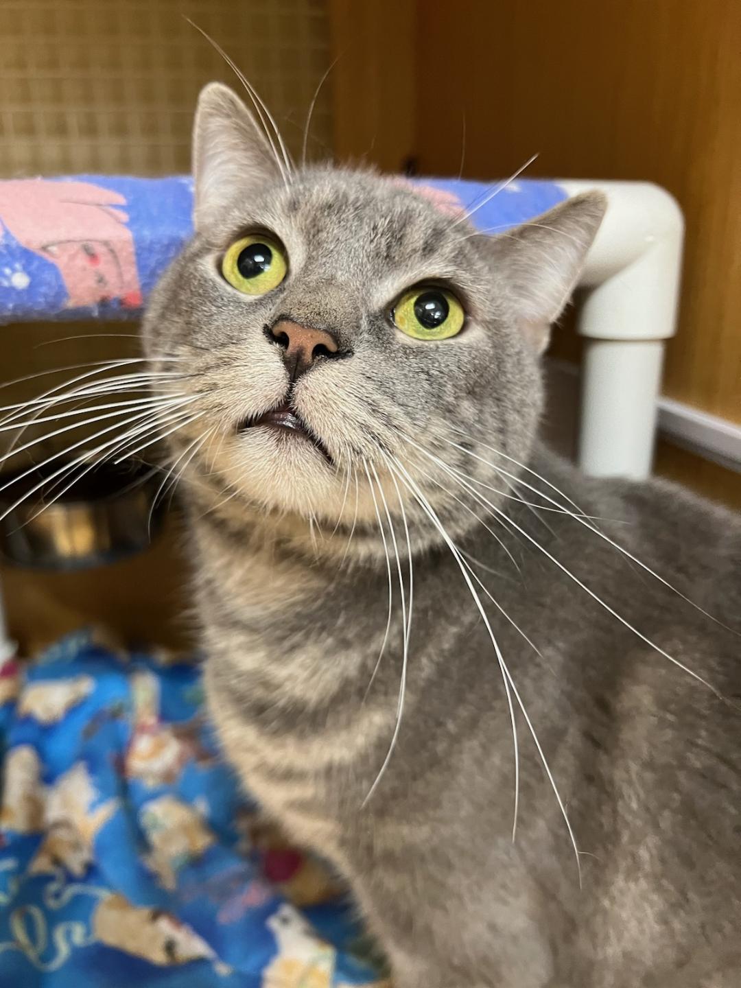Cat adoption in Dallas, TX 75370 Tabby (short coat) Cat "Finley"