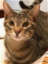 adoptable Cat in dallas, TX named Annie V.