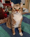 adoptable Cat in dallas, TX named Bunny