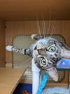adoptable Cat in dallas, TX named Calvin Mac