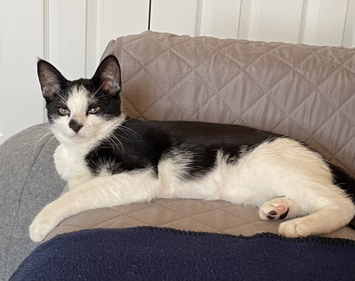 SPOT - Tuxedo available for adoption
