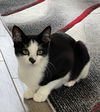 adoptable Cat in  named Spot