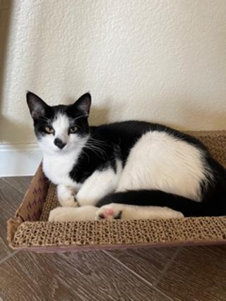 Photo 3 of Spot