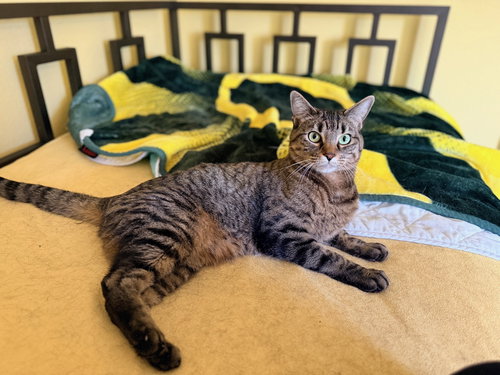 AMBER - Tabby available for adoption
