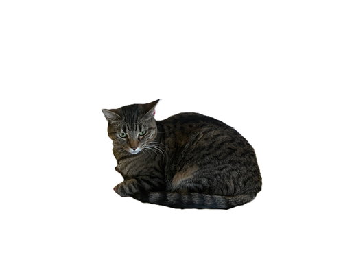 picture of the cat needing adoption
