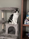 Cooper - Photo 6