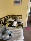 Cooper - Photo 8