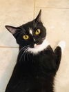 adoptable Cat in dallas, TX named Luna