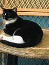 Luna - Photo 5