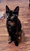 Athena - Photo 1