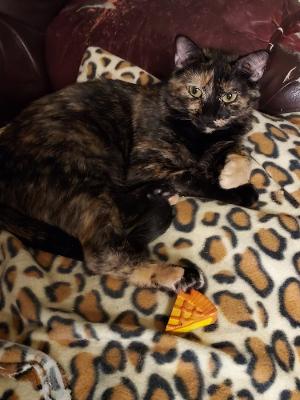GRETCHEN W - Tortoiseshell available for adoption