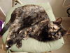 adoptable Cat in dallas, TX named Gretchen W