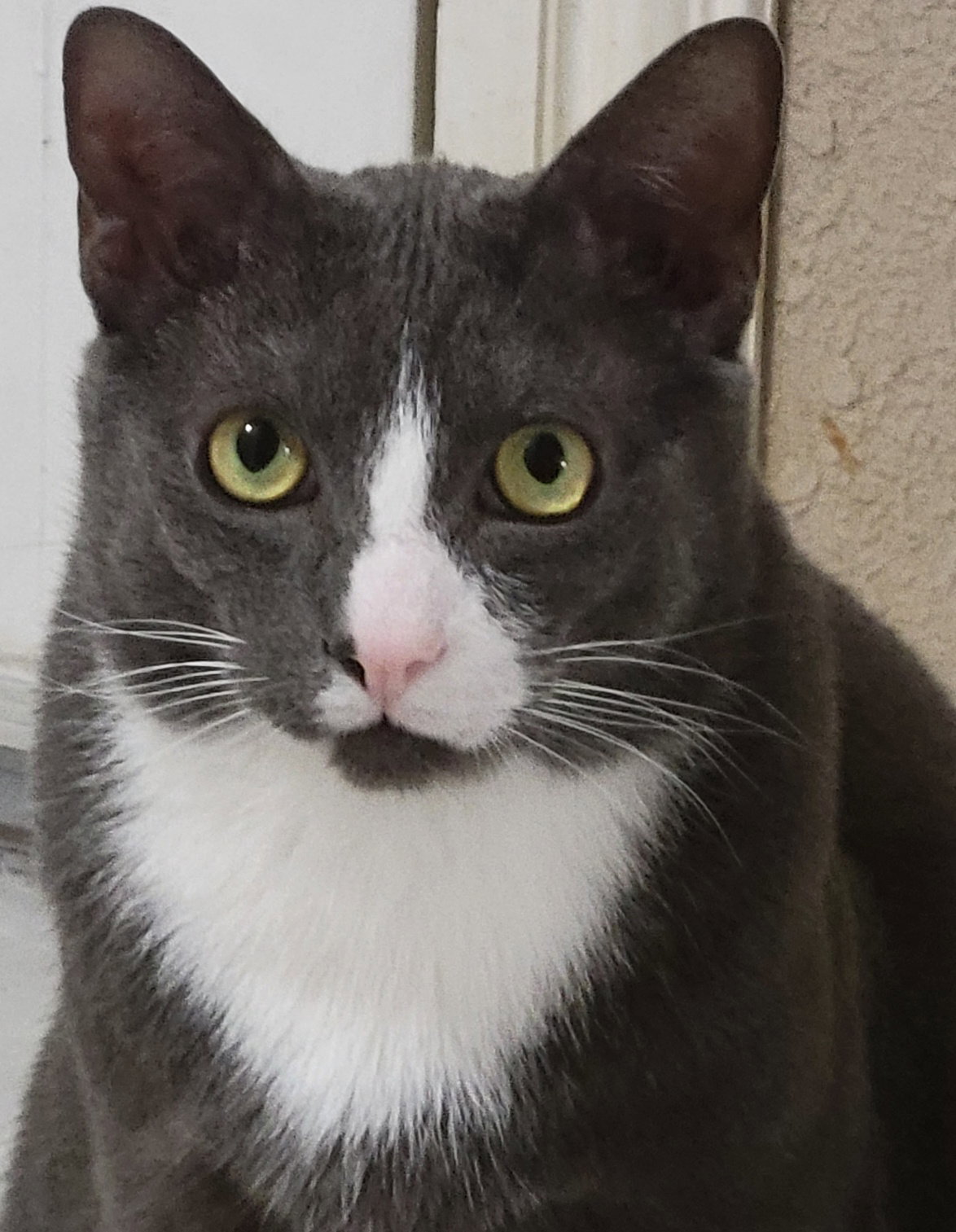 Cats for Adoption in Keller, Texas Alpha Paw