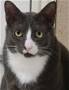 adoptable Cat in dallas, TX named Ash