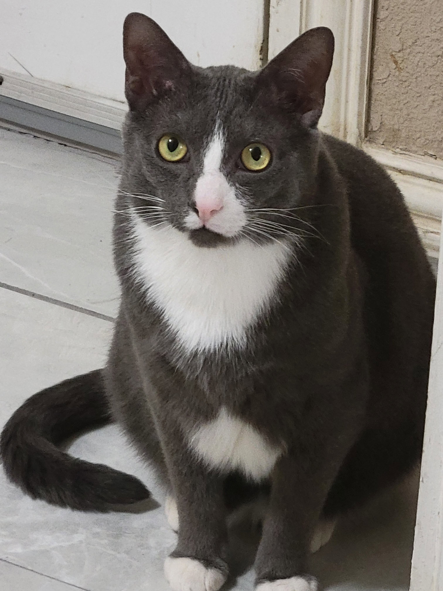 Cats for Adoption in Keller, Texas Alpha Paw