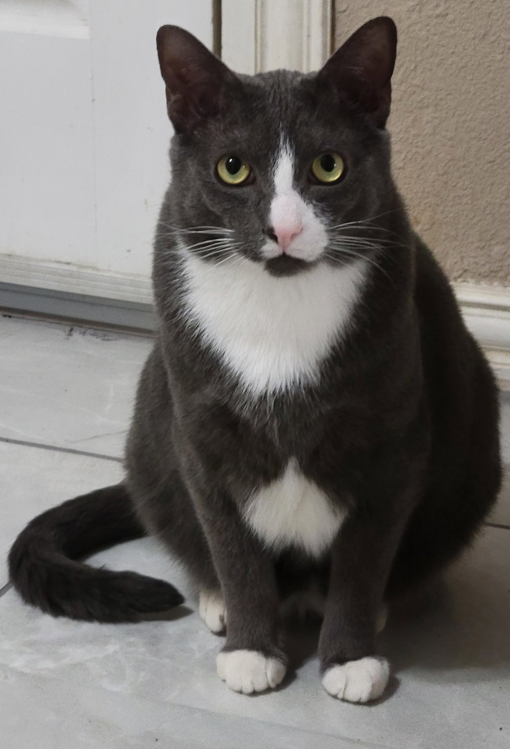 Cats for Adoption in Keller, Texas Alpha Paw