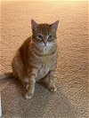 adoptable Cat in dallas, TX named Pumpkin