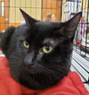 adoptable Cat in dallas, TX named Addie