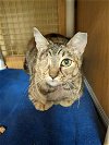 adoptable Cat in dallas, TX named Sandy