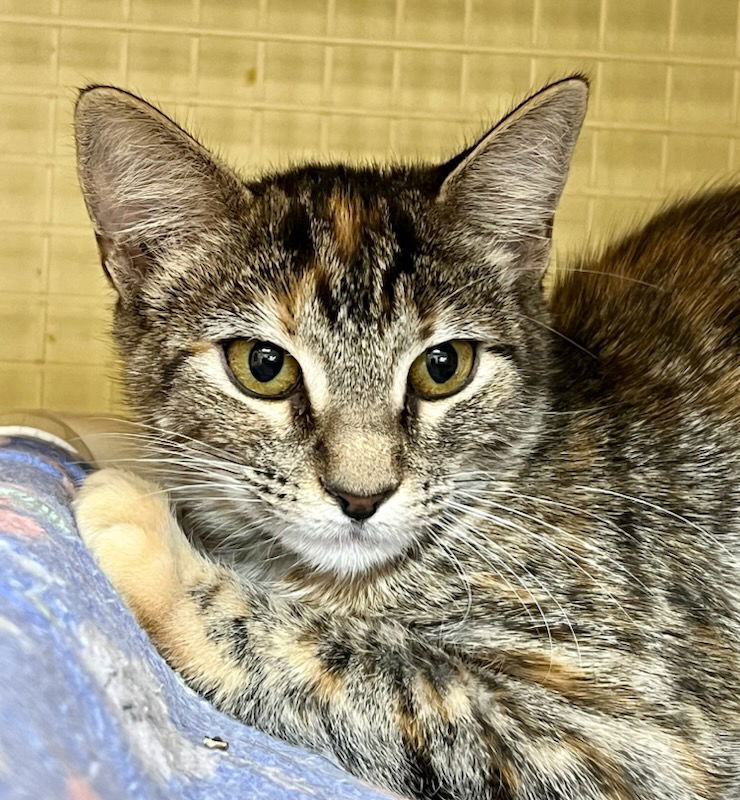 adoptable Cat in Dallas, TX named Annie S