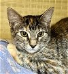 adoptable Cat in dallas, TX named Annie S