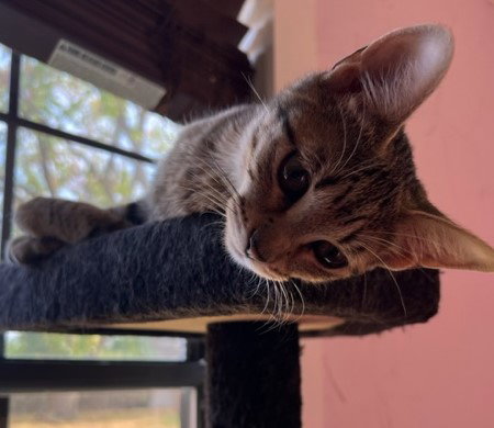 Tabitha S.