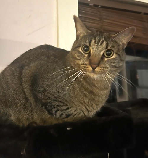 FERGUS S. - Tabby available for adoption