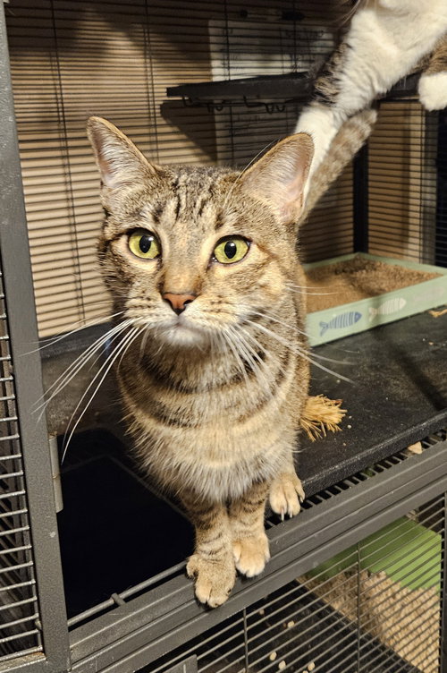 MK - Domestic Short Hair available for adoption