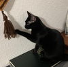 adoptable Cat in dallas, TX named Megan Fox