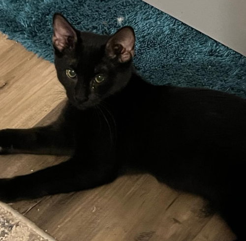 MEGAN FOX - Domestic Short Hair available for adoption