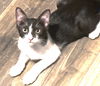adoptable Cat in dallas, TX named Alf