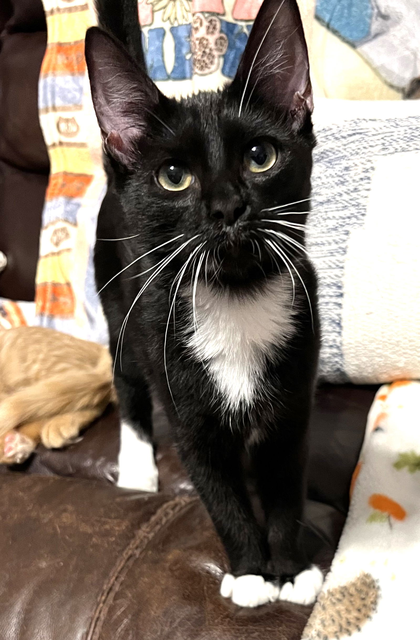 adoptable Cat in Dallas, TX named Jessica