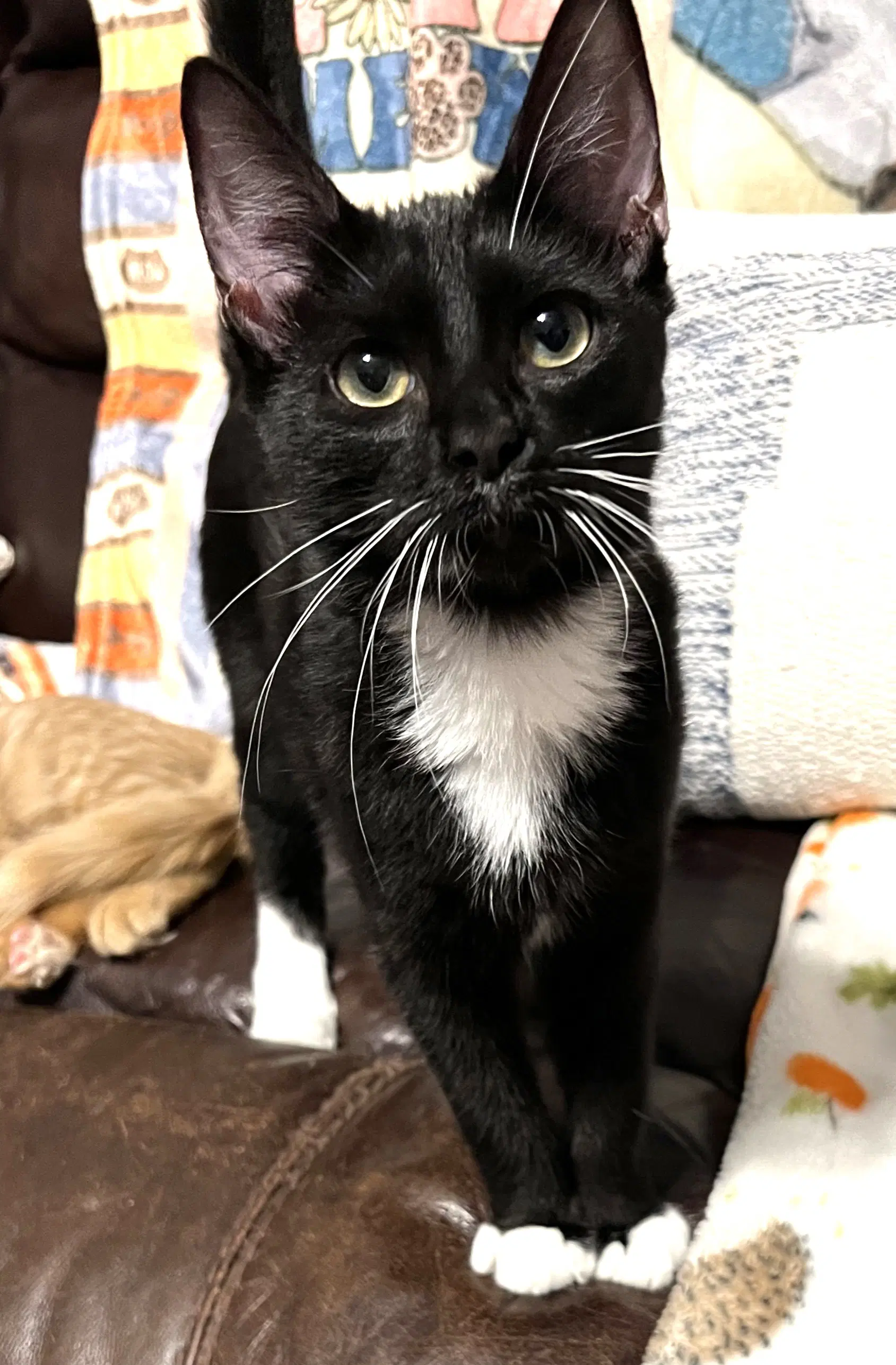 Jessica - Domestic Short Hair
